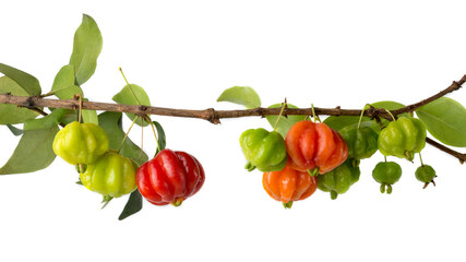 surinam cherries or pitanga fruit also known as brazilian cherry or cayenne cherry or florida cherries, glossy and attractive ripe and unripe fruits in the tree branch, isolated on white