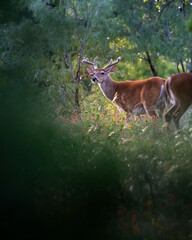 Big Buck in the Hill Country