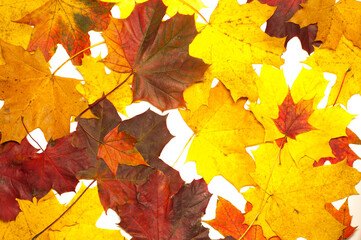 Maple leaves colorful composition on the white background.