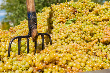 vineyard on September, Italy, Piemonte, Gavi, best white wine