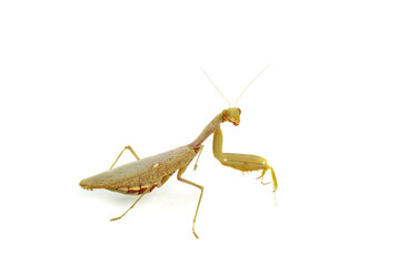 Female pregnant european Mantis or Praying Mantis, Mantis religiosa isolated on a white background