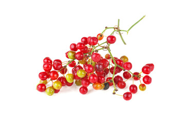 Smilax isolated on a white background.