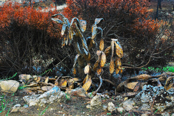 Apr&egrave;s l'incendie