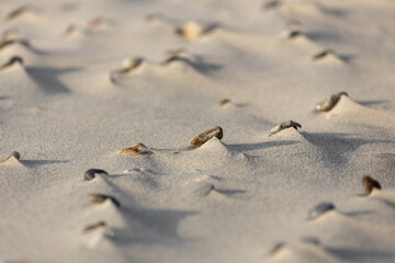 Fototapeta na wymiar Sand Strand Wind 