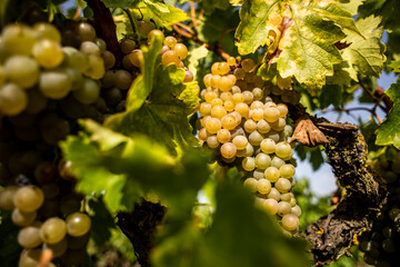 Viñas, vendimiar, vendamar, coger uva, vino, mosto, blanco, tinto