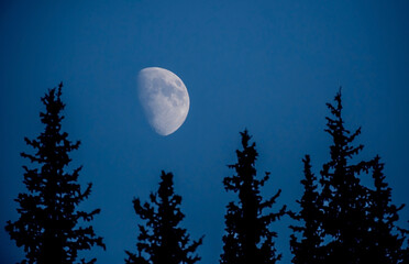Naklejka premium mystical night moon background stars against a background of coniferous forest