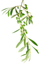 Green olive branch isolated on white background.