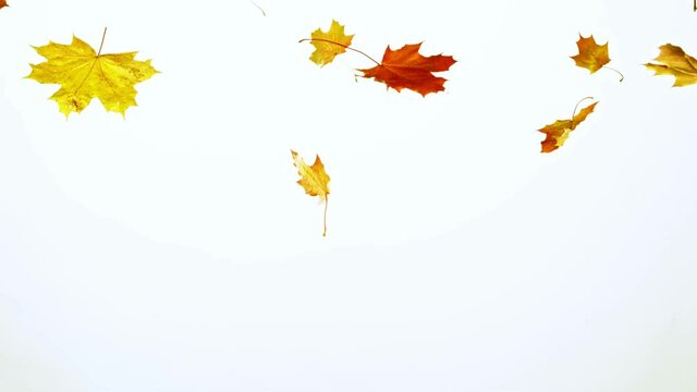 Super slow motion of falling autumn maple leaves on white background. Filmed on high speed cinema camera, 1000 fps.
