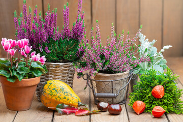 Herbst-Deko auf Holz mit Copyspace
