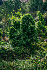 Conjunto de vegetación, enredaderas, helechos, sobre un árbol, cubriendo un árbol, en la ruta al nacimiento del rio mundo