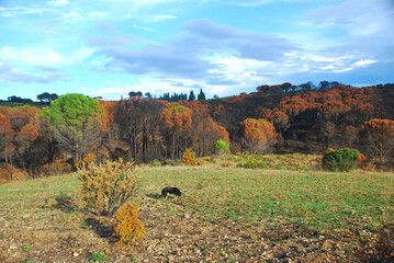Apr&egrave;s l'incendie