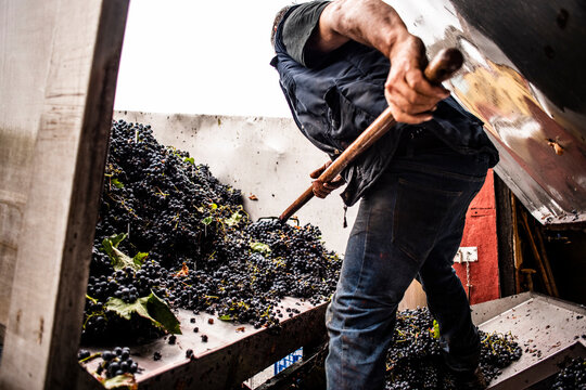 Vi&ntilde;as, vendimiar, vendamar, coger uva, vino, mosto, blanco, tinto