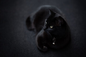 Schwarze Katze mit Gl&ouml;ckchen