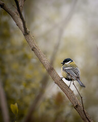 Kohlmeise auf einem Ast