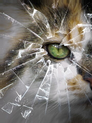 Katzenauge vor gebrochenem Glas