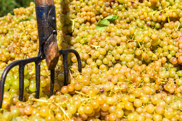 vineyard on September, Italy, Piemonte, Gavi, best white wine