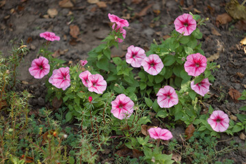 Pink petunia in the autumn garden, close-up