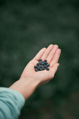Hand is holding blueberry during the outdoor hike. Woman is giving a fresh and healthy berry