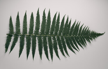 Fern leaf isolated. Single leaf of fern lying on the white table