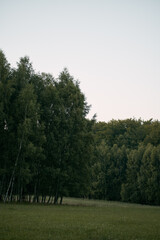 Obraz premium Peaceful landscape of the grass leading to the distant forest. Green season in the countryside in the north of Poland.