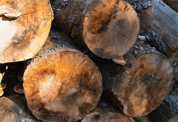 kłody drewna jodłowego w lesie