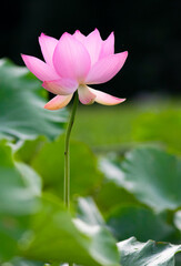 Obraz premium 水連1