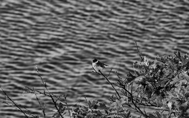 Simple life in black and white