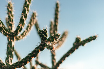 Cane Cholla Cactus