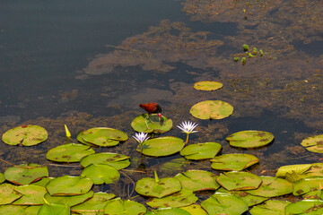 Uma ave chamada jaçanã (jacana jacana) caminhando sobre vitórias régias em um lago na cidade de Nerópolis.