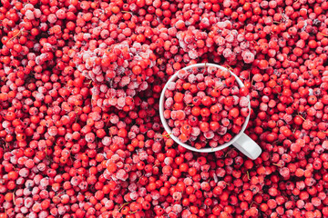 Jesiennie, jesienne klimaty, czerwona jarzębina, nalewka domowa.