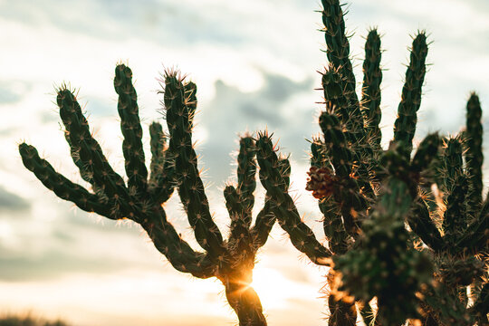 Cane Cholla Cactus at Sunset