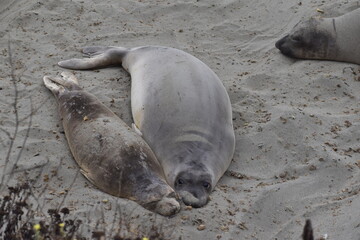 Elephant Seals