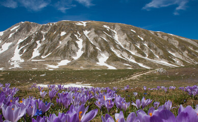 Panoramic view of Campo Imperatore during the flowering of crocus vernus in the spring season, Abruzzo