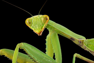 Mantis ordinary or mantis religious, isolated on black background