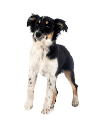 Miniature American Shepherd