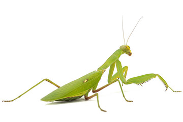 Mantis ordinary or mantis religious, isolated on white background