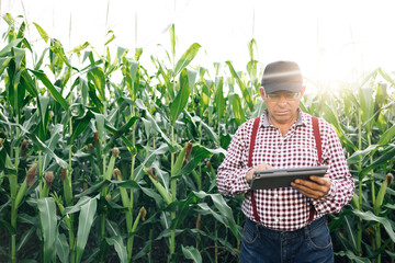 Farmer inspects corn growth walking through the field. Fresh green corn field. Digital tablet in...