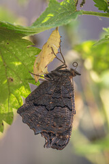 Obraz premium Peacock butterfly after eclosion, hanging upside down to dry out and straighten wings and rolling proboscis