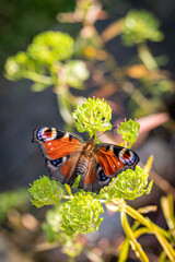 Peacock butterfly after eclosion, hanging upside down to dry out and straighten wings and rolling proboscis