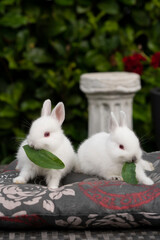 Beautiful white fluffy rabbits eating leaves on a pillow in the garden