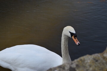 Swan in water with droplets on feather