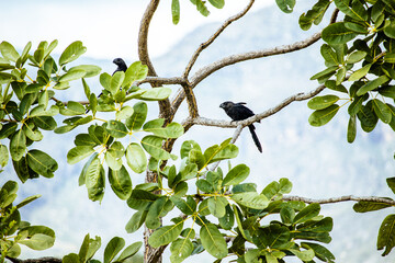 aves nativas da Serra do Cipó, Estado de Minas Gerais, Brasil