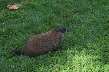 Rodent in the grass