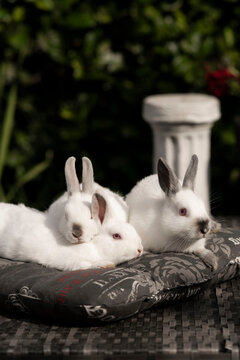 Three white fluffy rabbits lie on a pillow in the garden