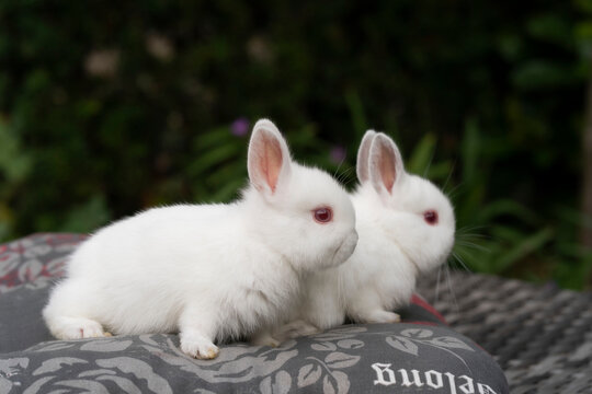 Beautiful white fluffy rabbits are playing sitting on a pillow in the garden.