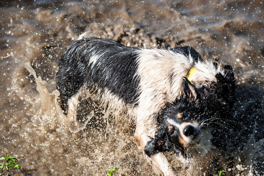 Wet Dog Shaking In The Water