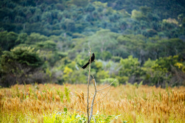 aves nativas da Serra do Cip&oacute;, Estado de Minas Gerais, Brasil