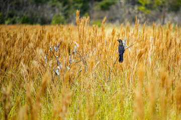 aves nativas da Serra do Cipó, Estado de Minas Gerais, Brasil