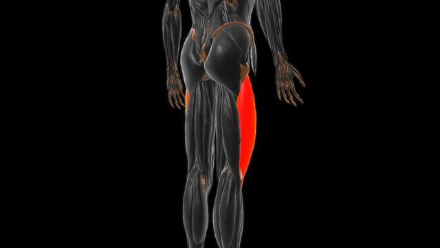 Vastus lateralis Muscle Anatomy For Medical Concept 3D