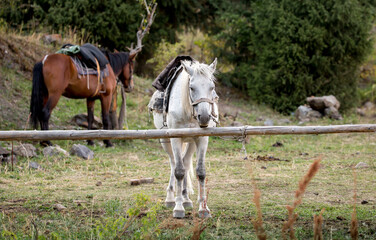 Horses are large. Harnessed and saddled, the horses are tied to a stall in a green meadow. Horseback riding. Against the background of the mountains.